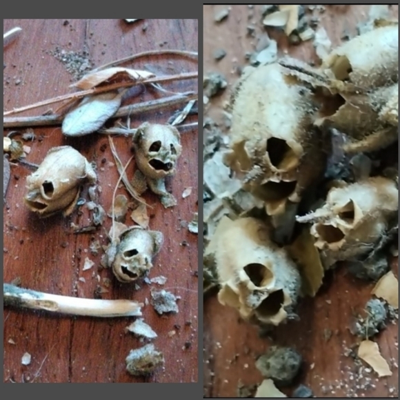 natural Other - Cryptid Collection! Jar of Fairy Skulls